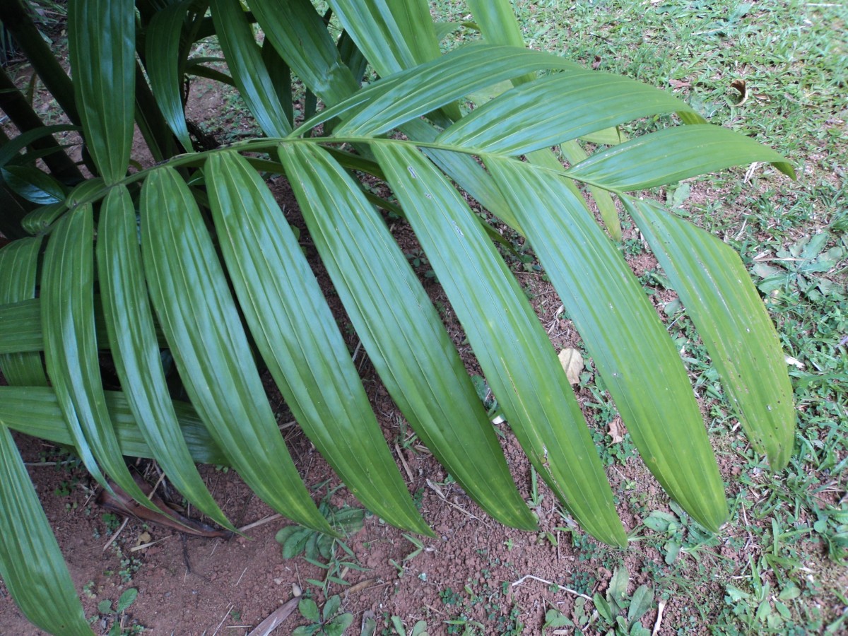 Areca triandra Roxb. ex Buch.-Ham.